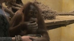 The Orangutans Are Crying: Ukrainian Zoo Animals Suffer During COVID-19 Lockdown