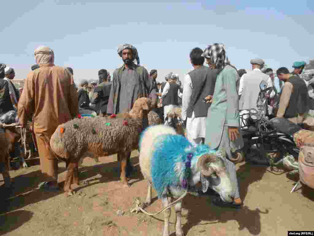 Sheep, cows, and camels are decorated for the holiday in Afghanistan&#39;s Jawzjan Province.