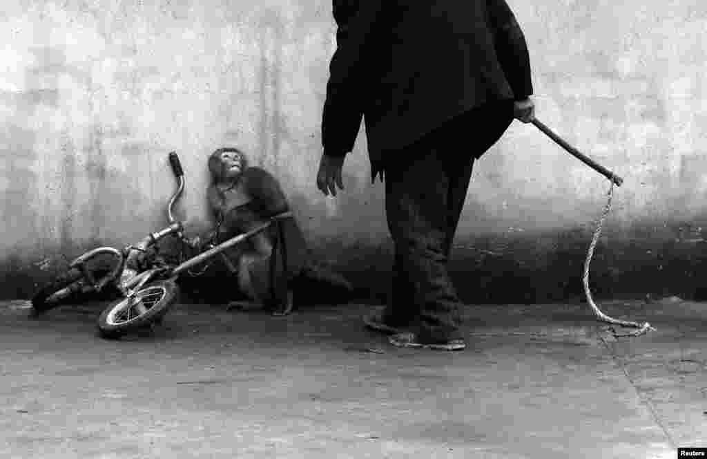 Yongzhi Chu, a Chinese photographer, won First Prize in the Nature Category, Singles, with this picture of a monkey being trained for circus cowering as its trainer approaches in Suzhou.