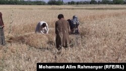 ارشیف، سرپل کې د غنمو د حاصلاتو ټولول