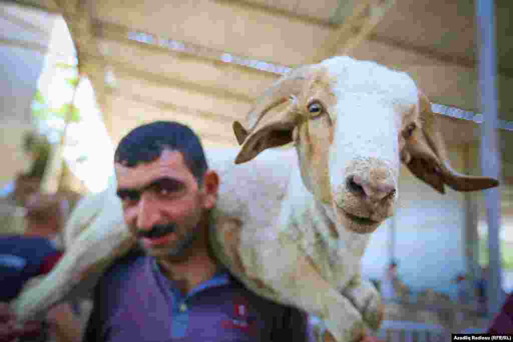 22 серпня в Баку мусульмани відзначають свято жертвопринесення Ід аль-Адха. Овець і інших тварин вбивають як символічну жертву Богу. (Радіо Свобода/Радіо Вільна Європа)&nbsp;