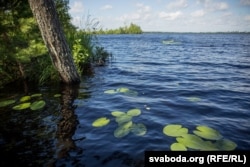 Ельня