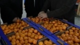 Georgia -- Mandarin growers from the Adjara region, 21Dec2013