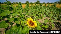 Посевы подсолнечника в Красноперекопском районе Крыма 22 июня 2018 года
