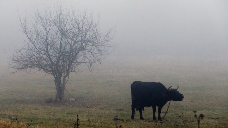 В Крыму девять человек заразились бруцеллезом от коров – власти