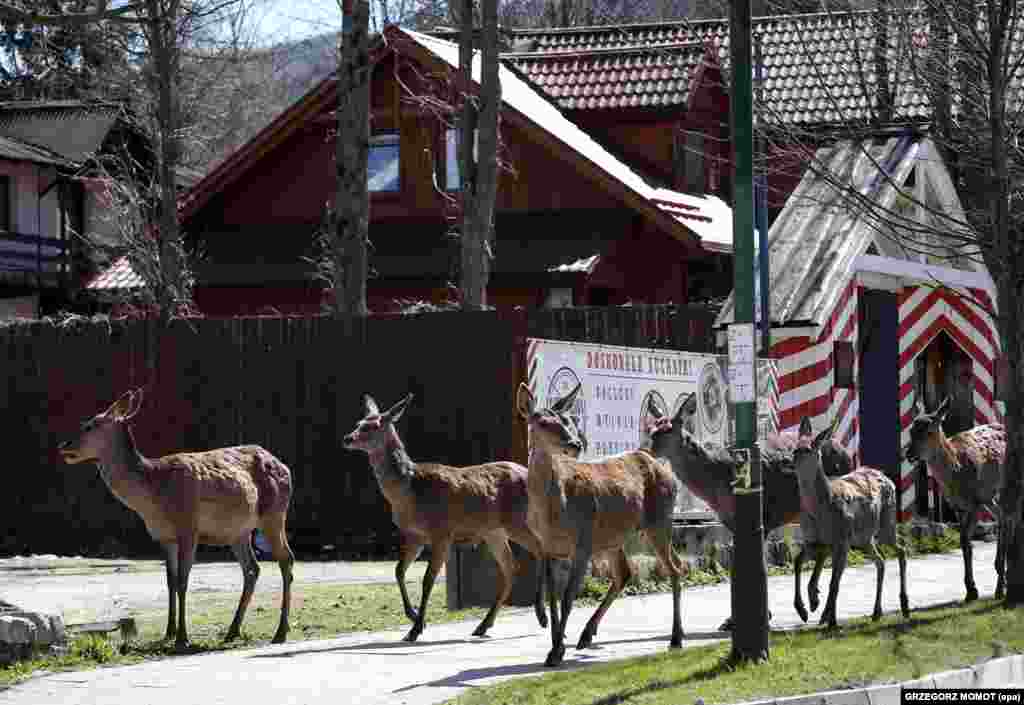 A herd of deer roam the streets of Zakopane, Poland, on April 16.