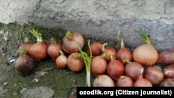 Uzbekistan- Onion