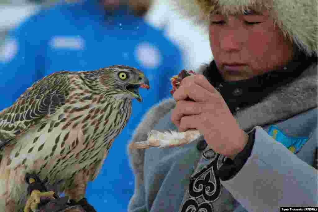 A falconer feeds fresh meat&nbsp;to his falcon before the competition in order to whet the bird&#39;s appetite.