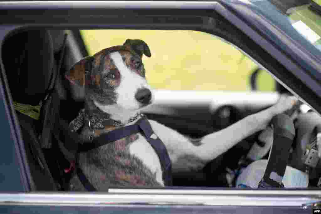 An undated handout photo shows Ginny, one of three dogs trained to drive -- steering, pedals, and all -- as part of a campaign in New Zealand to boost pet adoptions from animal shelters. (Photo AFP/DraftFCB)