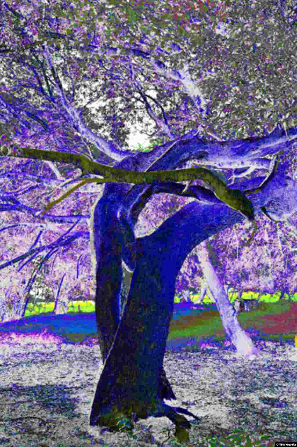 تانگوی درختان - اثر جو گوسلینگ