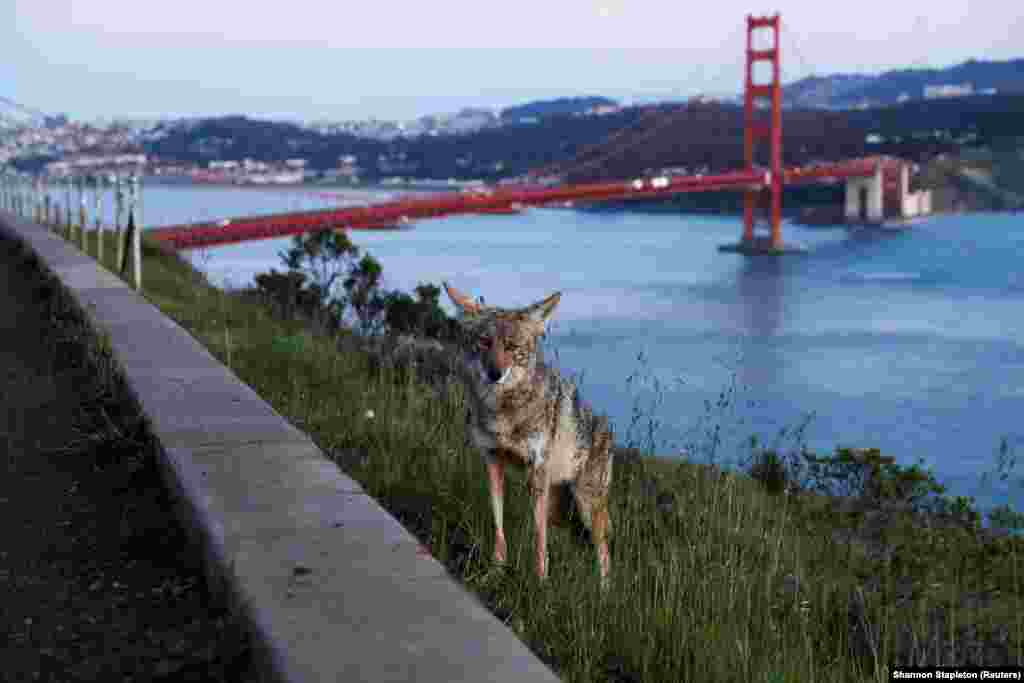 Койот стоит у дороги рядом с мостом Золотые Ворота в Сан-Франциско, Калифорния (США)