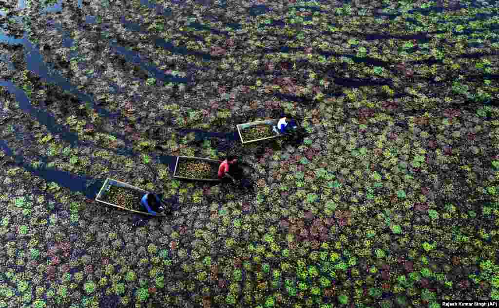 Индиянын Уттар-Прадеш штатындагы Канпур көлмөсүндө суу каштанынын жалбырагын чогултуп жаткан жумушчулар.&nbsp;&nbsp;