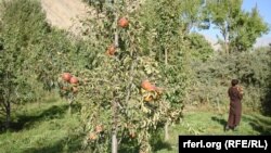 آرشیف، تصویر جنبه تزیینی دارد