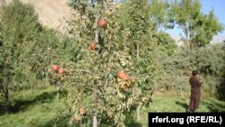 تاجکستان تجارب دست داشته شان را در بخش زراعت و باغداری با افغانستان شریک سازد.