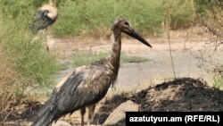 Oil-soaked white storks near the village of Hovtashen, Armenia