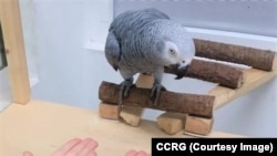 Попугай жако выбирает между едой и жетоном