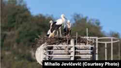 Mladunčad roda o kojima se brinu ornitolozi u Podgorici nakon nestanka njihovih roditelja