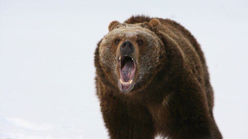 Житель Петербурга написал донос на музей из-за картины с медведем