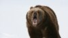 Иркутск: медведь загнал туриста на дерево и съел его продукты
