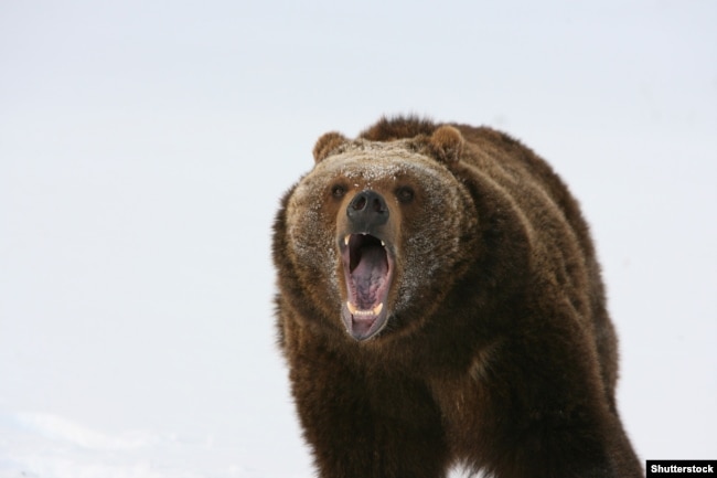 World -- Big brown bear in winter forest, undated