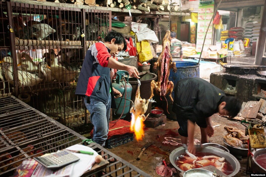 Coronavirus Cradle? Inside China's Controversial 'Wet Markets'
