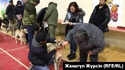 Кинологтар көрмеге әкелінген құмай тазыларды тексеріп жатыр. Ақтөбе, 7 желтоқсан 2018 жыл.