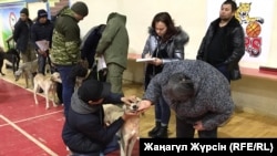 Кинологи проводят осмотр собак на выставке казахской борзой – тазы. Актобе, 7 декабря 2018 года.