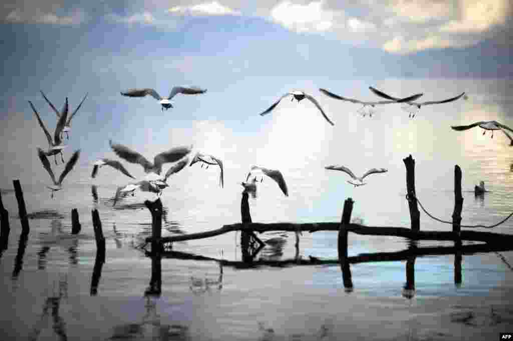 Seagulls fly over Lake Ohrid near the Macedonian city of Ohrid. (AFP/Armend Nimani)