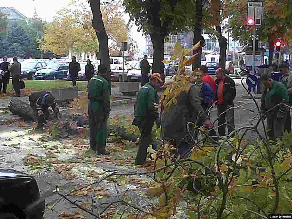Додека се најавуваше новата акција за денот на дрвото, во центарот на Скопје се сечеше