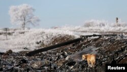 PHOTO GALLERY: Eastern Ukraine: Animals In The Crossfire (Warning: Disturbing Images)