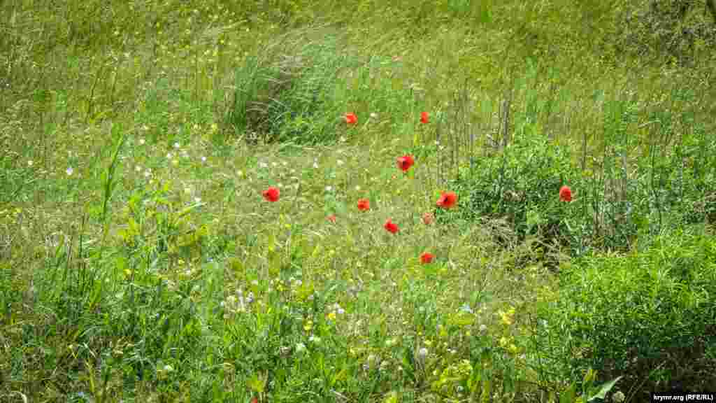 Караларская степь богата разнообразием полевых цветов: алеет дикий мак, синеют &laquo;звездочки&raquo; цикория