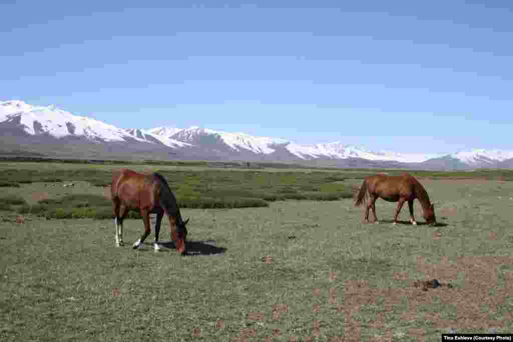 Cуусамыр - Привычный пейзаж высокогорных долин. Скажите, можно представить кочевника без лошади? Фото Тины Эшиевой