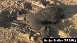 Kyrgyzstan - A sale of mutton is banned after fake vaccine killed two thousand sheep in neighboring Jalal-Abad Province, Osh, 27Sep2012