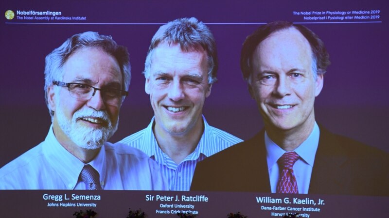 Kaelin, Ratcliffe i Semenza dobitnici Nobelove nagrade za medicinu