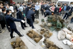 Цивет убирают с рынка в городе Гуанчжоу. Это 2004 год, самый конец эпидемии SARS.