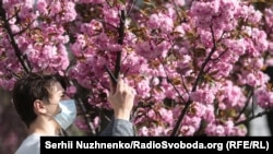 У Києві зацвіла алея сакур – фоторепортаж із парку Кіото
