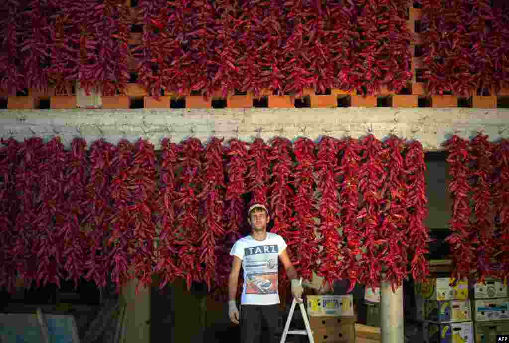 A farmer poses near his threads of red paprika in the village of Donja Lokosnica, near the southern Serbian city of Leskovac. (AFP/Andrej Isakovic)