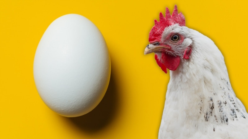 რატომ შემცირდა ქართული კვერცხი მაღაზიის დახლებზე? - ქვეყანა ქათმის გრიპის აფეთქების ზღვარზეა