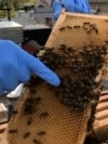 Bee World Day