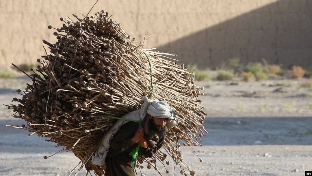A man carries opium poppies in the Afghan village of Bala Baluk, in Farah Province, in May.