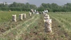 Ֆերմերներն ահազանգում են՝ ազոտական պարարտանյութը գրեթե 3 անգամ թանկացել է