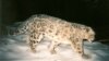 It includes endangered species such as the snow leopard and Bukhara deer, as well as rare antelopes and other animals.