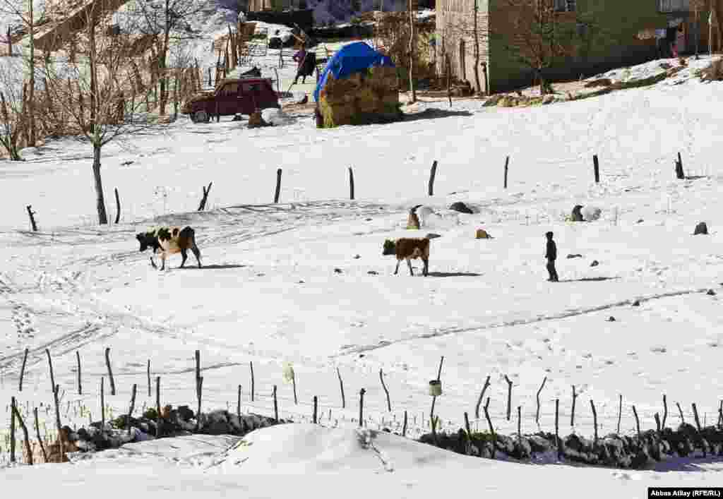 İnəkləri suvarmağa aparan uşaq.