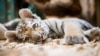 Приморье: рейсовый автобус насмерть сбил молодого тигра