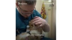 Ветеринары из Сибири ставят на протезы кошек без лап