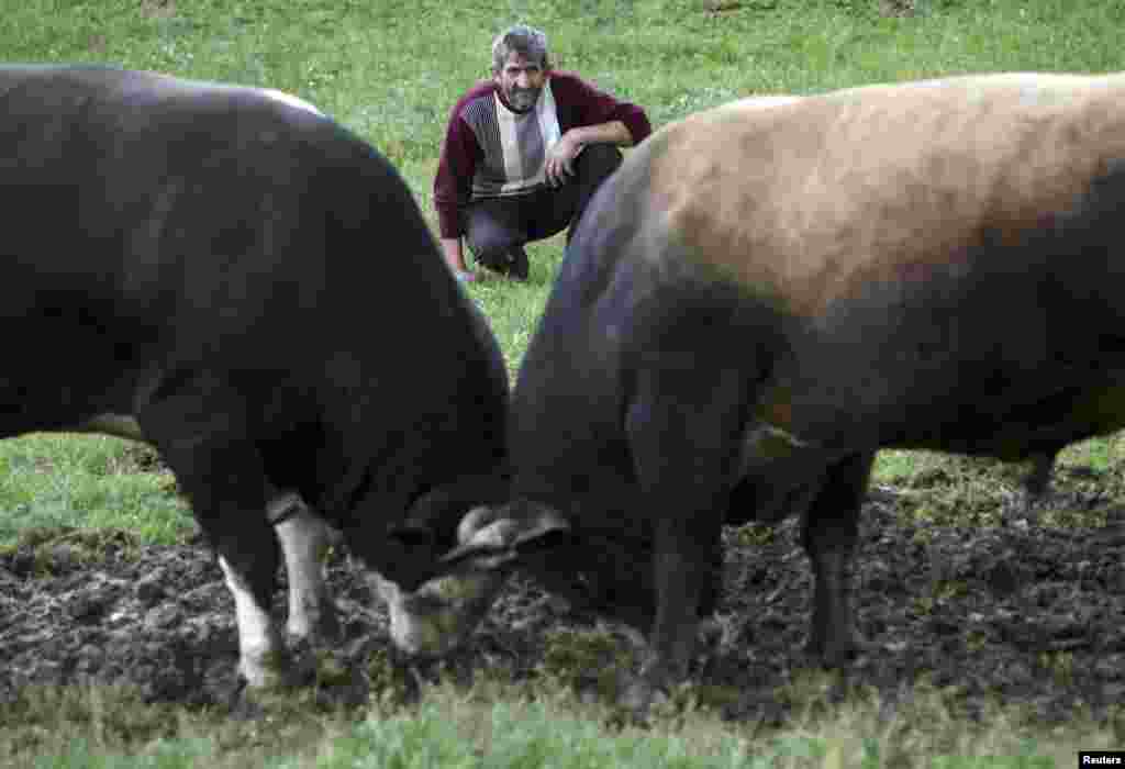 An owner watches two bulls taking part in a bullfight in the village of Preocica.