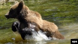 Romania has an estimated 8,000 brown bears, the largest number in Europe outside of Russia.