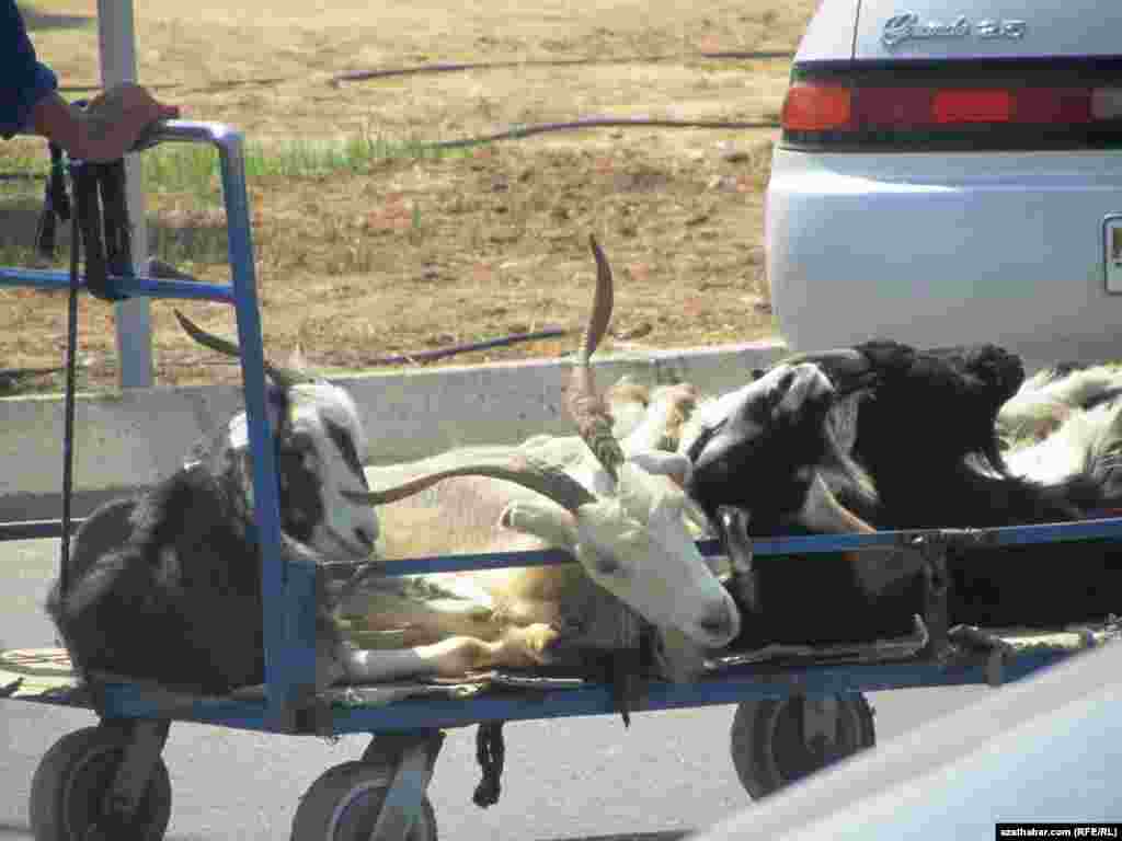 Mallar arabalarda alnyp barýar.