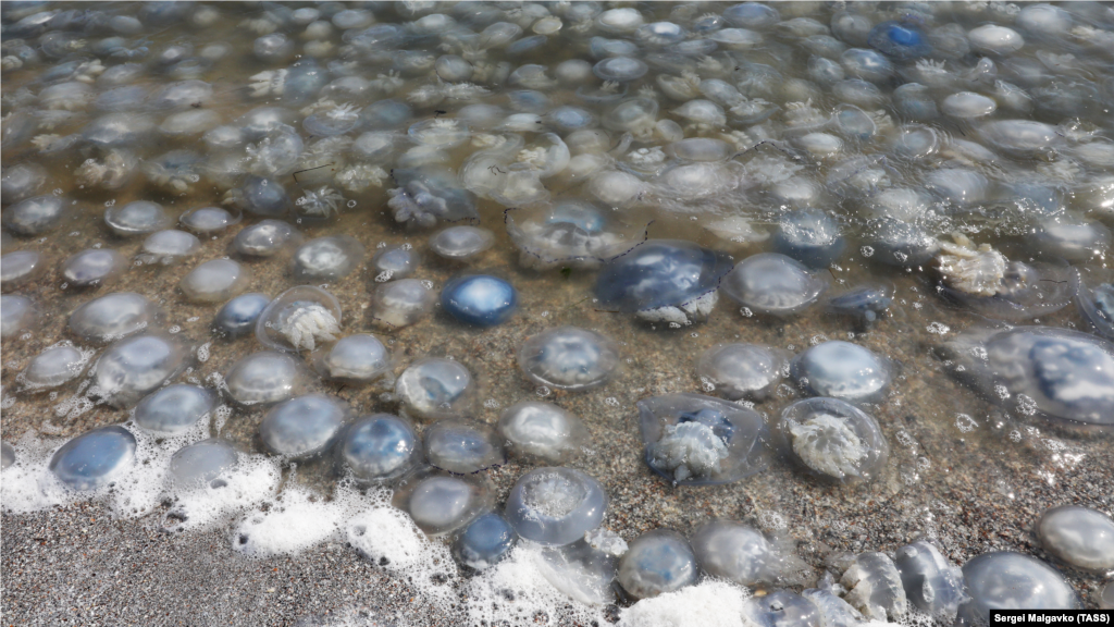 Медузы на побережье Азовского моря в районе села Мысовое в Ленинском районе