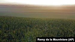 Regiunea din estul Franței, în apropriere de Reims. Aici crește vița de vie a producătorului Veuve Clicquot Ponsardin din Saint Thierry. Doar departamentele Aube, Marne, Haute-Marne și Ardennes sunt recunoscute drept făcând parte din regiunea Champagne.